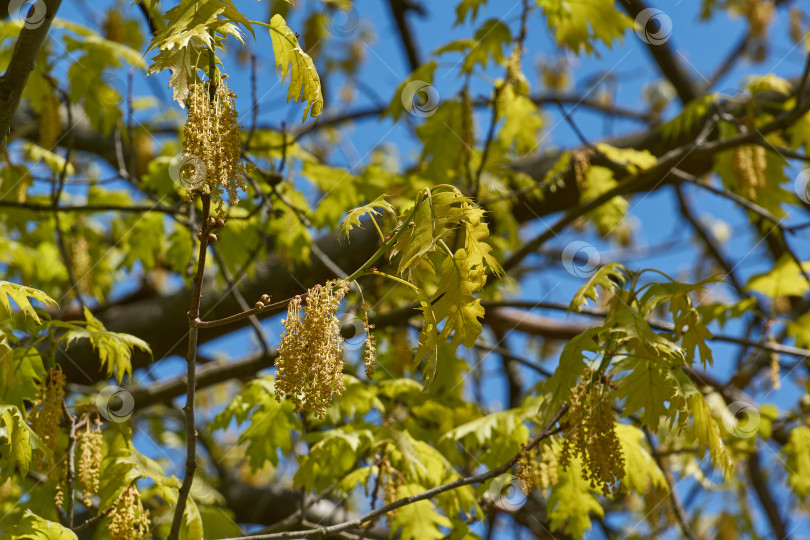 Скачать Красный дуб (лат. Quercus rubra) цветет, распуская соцветия. фотосток Ozero