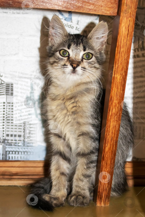 Скачать Один маленький полосатый серый котенок, портрет крупным планом фотосток Ozero