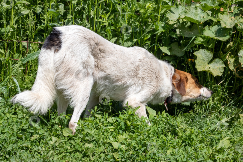 Скачать Веселая белая собака на траве, портрет крупным планом фотосток Ozero