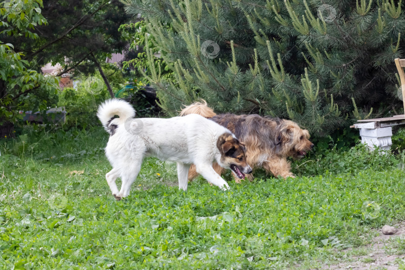 Скачать Большие собаки встречаются в саду крупным планом фотосток Ozero