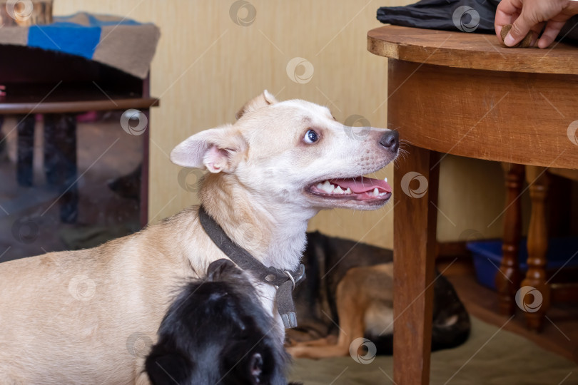 Скачать Две собаки играют дома крупным планом фотосток Ozero