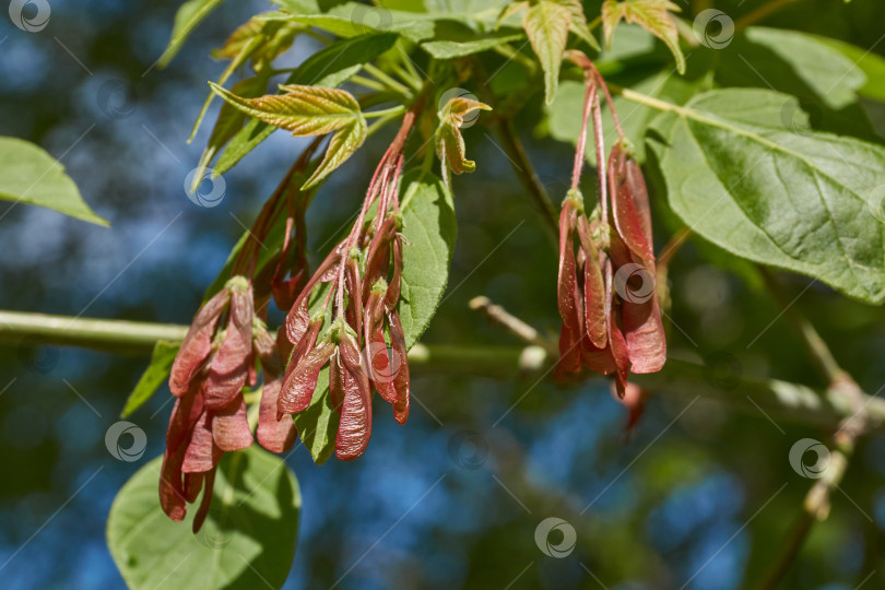 Скачать Клен ясенелистный, или американский (лат. Acer negundo). фотосток Ozero
