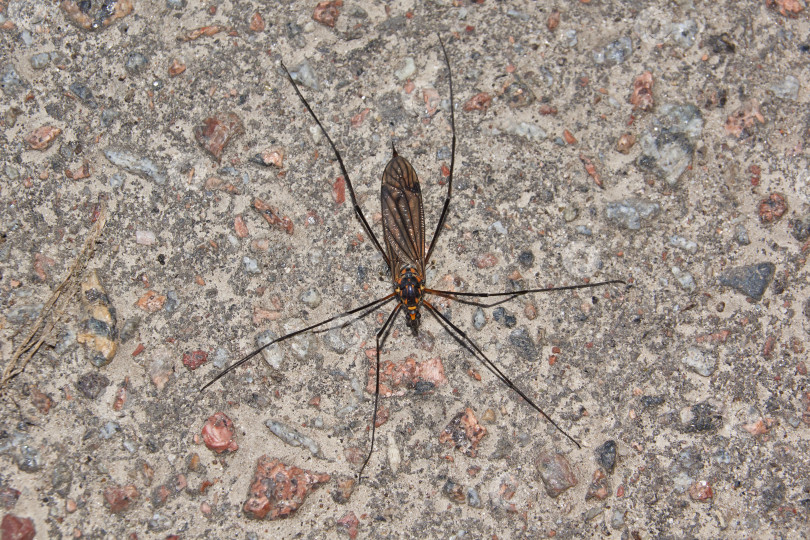 Скачать Длинноногий комар, или карамора (лат. Tipulidae). фотосток Ozero