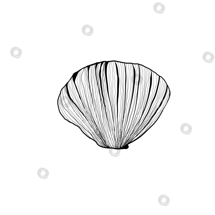 Скачать Нарисованная вручную векторная иллюстрация морской раковины на изолированном фоне. линейный рисунок фотосток Ozero