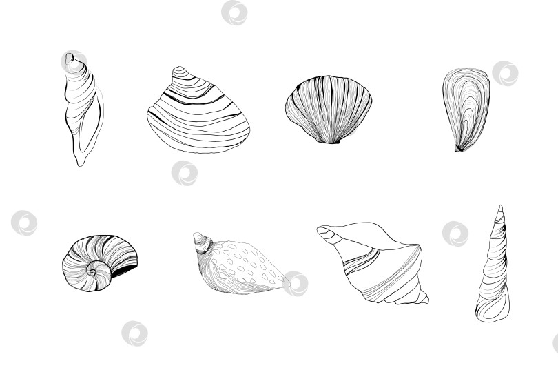 Скачать Набор векторных рисунков с изображением морских раковин. Рисованная иллюстрация морских раковин на изолированном фоне. фотосток Ozero