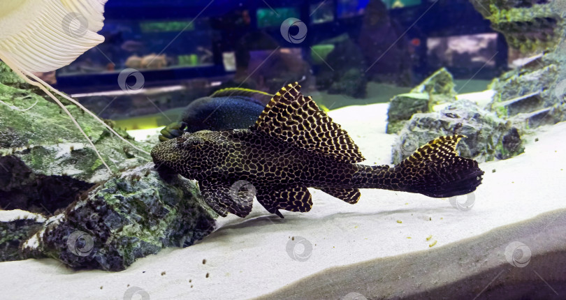 Скачать Pterygoplichthys multiradiatus - это вид лучеперых рыб из семейства цепных сомов. Красивые авариумные рыбы, плавающие в воде. Уход за домашними животными. Сом-парусник Ориноко, плеко. Дикие животные. фотосток Ozero