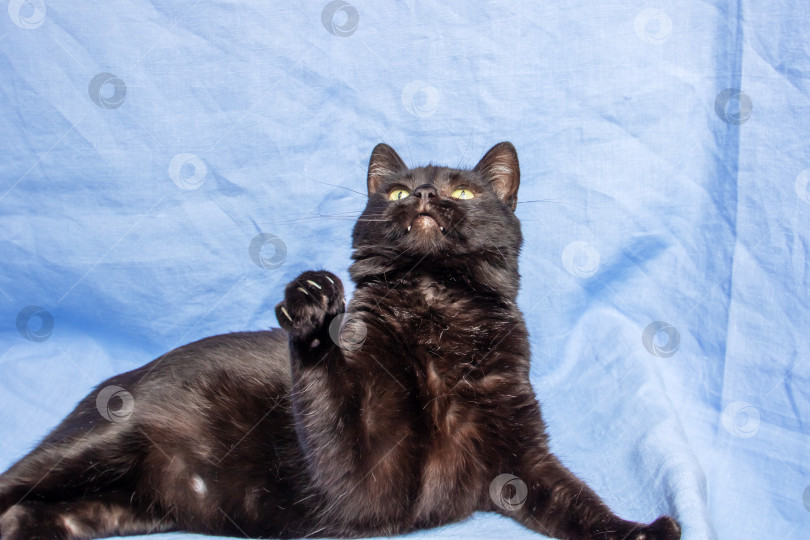 Скачать Черная кошка протягивает лапу к камере фотосток Ozero