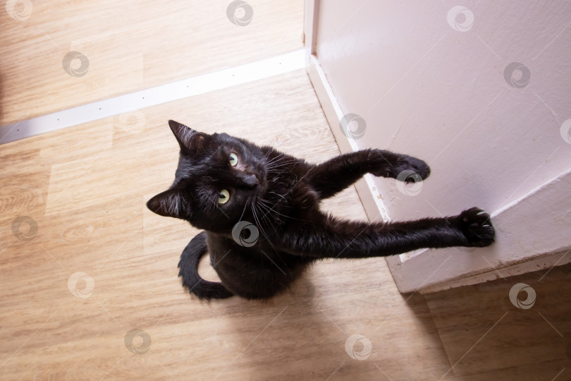 Скачать Черный кот протягивает лапу к камере фотосток Ozero
