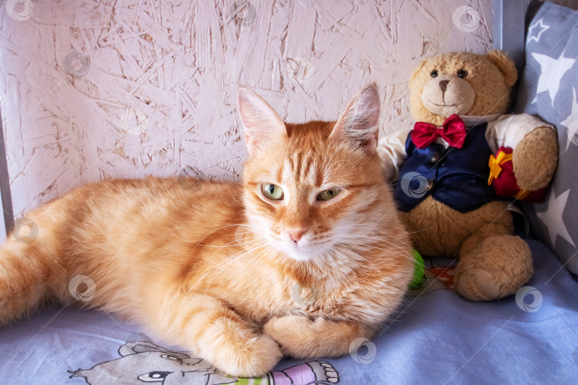 Скачать Симпатичный рыжий кот спит на кровати крупным планом фотосток Ozero