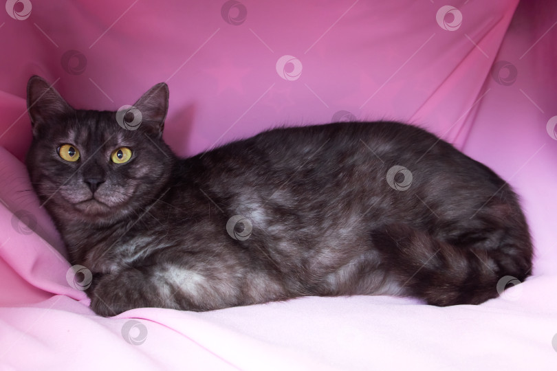 Скачать Серая кошка с желтыми глазами, лежащая на розовом фоне фотосток Ozero