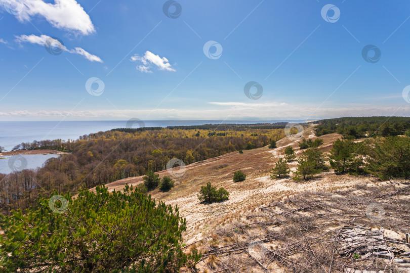 Скачать Куршская коса фотосток Ozero