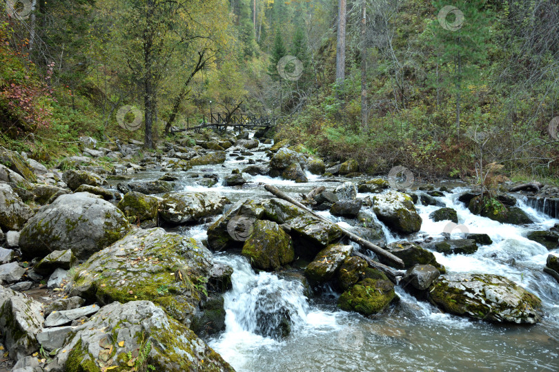 Скачать Пасмурным утром бурная река стремительным каскадом стекает с гор через осенний лес. фотосток Ozero