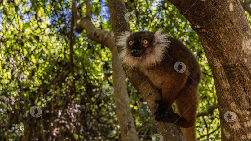 Скачать Самка Eulemur macaco сидит на дереве и пристально смотрит на нас. фотосток Ozero