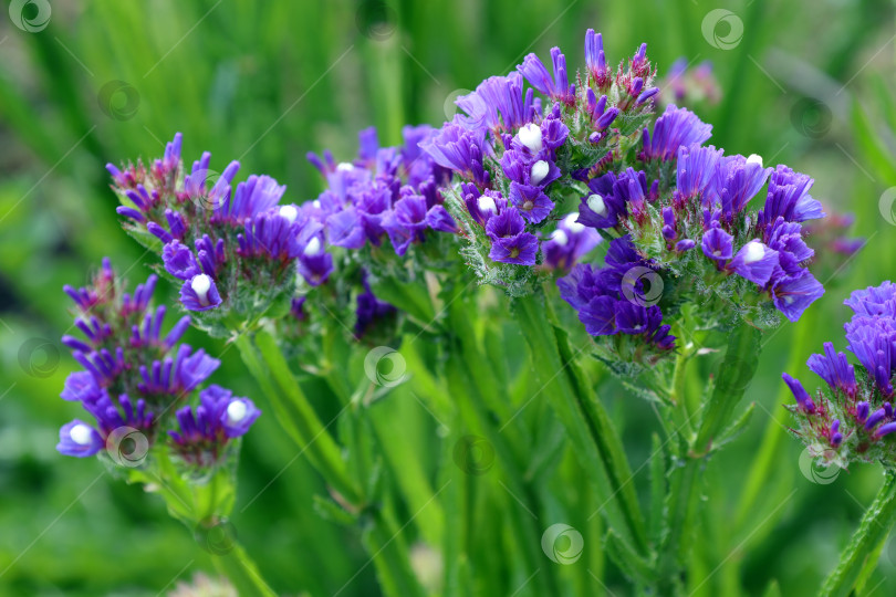 Скачать Синие сухие цветы Limonium sinuatum, сорт морской лаванды фотосток Ozero