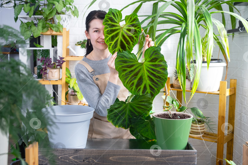 Скачать Женщина в фартуке держит большой полосатый лист филодендрона и ухаживает за растением в горшке, пересаживая крупное домашнее растение Philodendron verrucosum в новый горшок большего размера в домашнем интерьере. фотосток Ozero