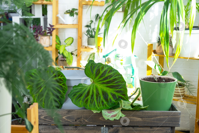 Скачать Филодендрон на столе для пересадки и ухода за домашними растениями в интерьере оранжереи с комнатными растениями фотосток Ozero
