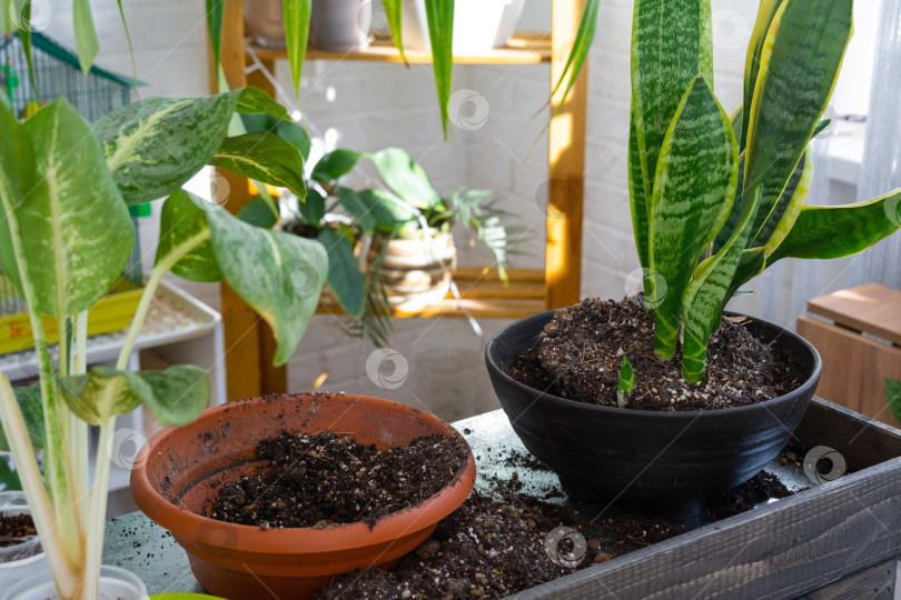 Скачать Сансевиерия трехцветная на столе флориста для пересадки и ухода за домашними растениями в интерьере оранжереи с комнатными растениями фотосток Ozero