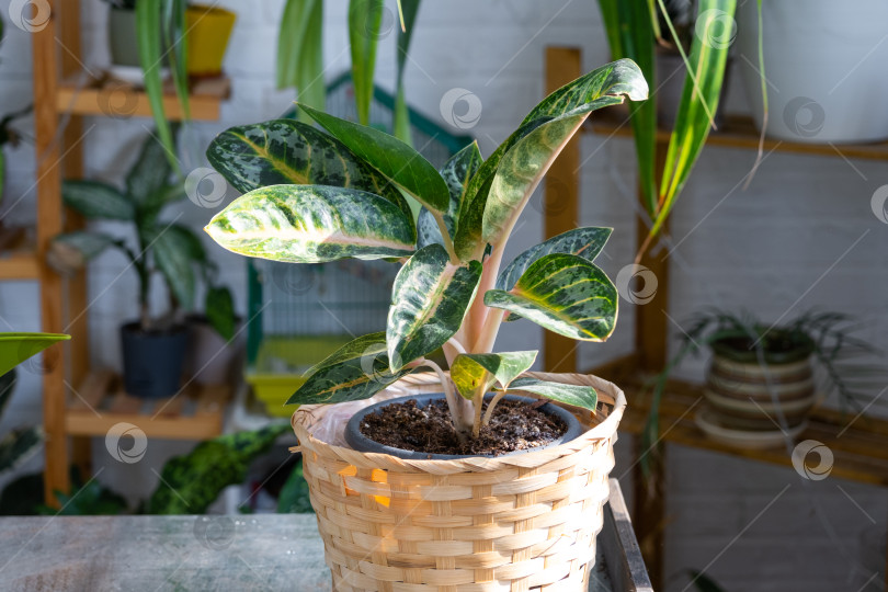Скачать Аглаонема на столе для пересадки и ухода за домашними растениями в интерьере оранжереи с комнатными растениями в горшках фотосток Ozero