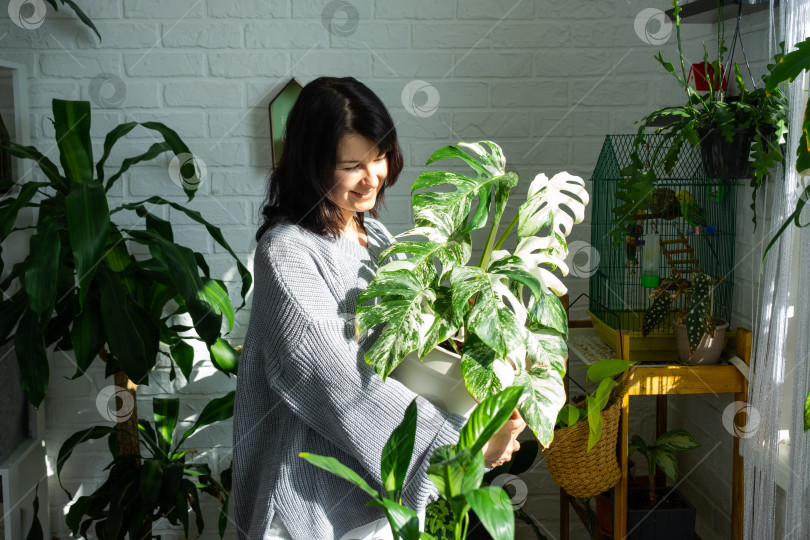Скачать Женщина держит домашнее растение редкой разновидности монстера Альба в горшке в домашнем интерьере. фотосток Ozero