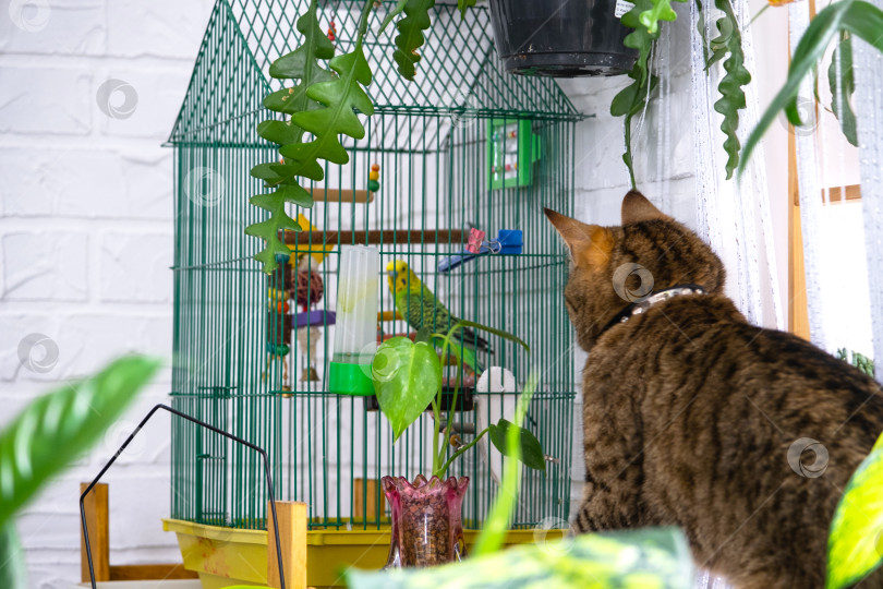 Скачать Домашняя кошка охотится на волнистого попугайчика в клетке. Взаимоотношения домашних животных, кошки и попугая, опасность, стресс и дружба. фотосток Ozero