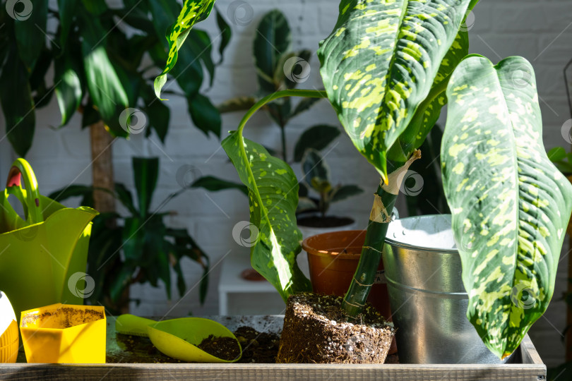Скачать Диффенбахия гепард на столе для пересадки и ухода за домашними растениями в интерьере оранжереи с комнатными растениями в горшках фотосток Ozero
