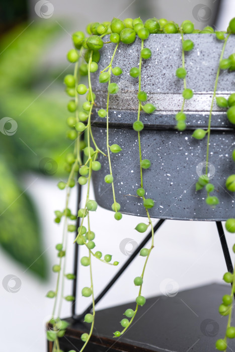 Скачать Длинные плети сочного растения Сенецио роулианус в бетонном горшке свисают с круглых черепаховых листьев. Декоративное растение Сенецио роули крупным планом в интерьере на белом фоне фотосток Ozero