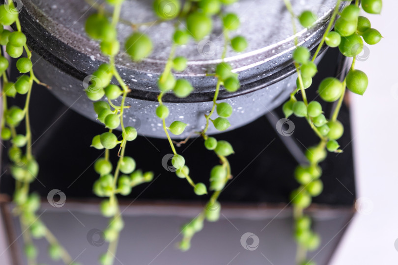 Скачать Длинные плети сочного растения Сенецио роулианус в бетонном горшке свисают с круглых черепаховых листьев. Декоративное растение Сенецио роули крупным планом в интерьере на белом фоне фотосток Ozero