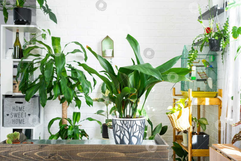 Скачать Аспидистра на столе для пересадки и ухода за домашними растениями в интерьере оранжереи с комнатными растениями в горшках фотосток Ozero