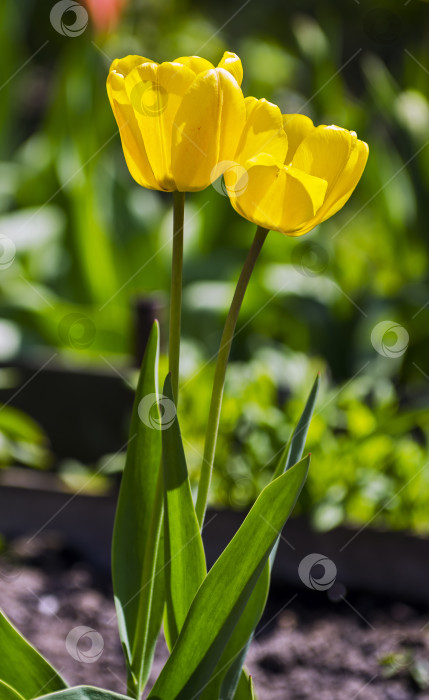 Скачать Два желтых тюльпана. фотосток Ozero