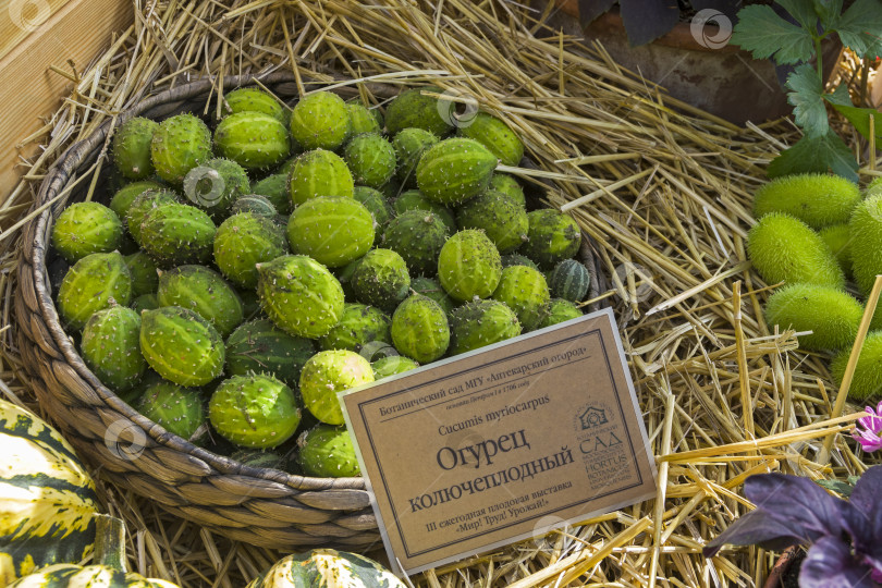 Скачать Корзинка с плодами огурца волокнистого (Cucumis myriocarpus). фотосток Ozero