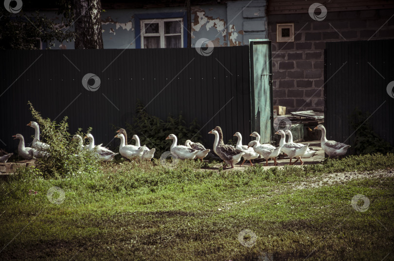 Скачать Стая белых гусей во дворе загородного дома фотосток Ozero