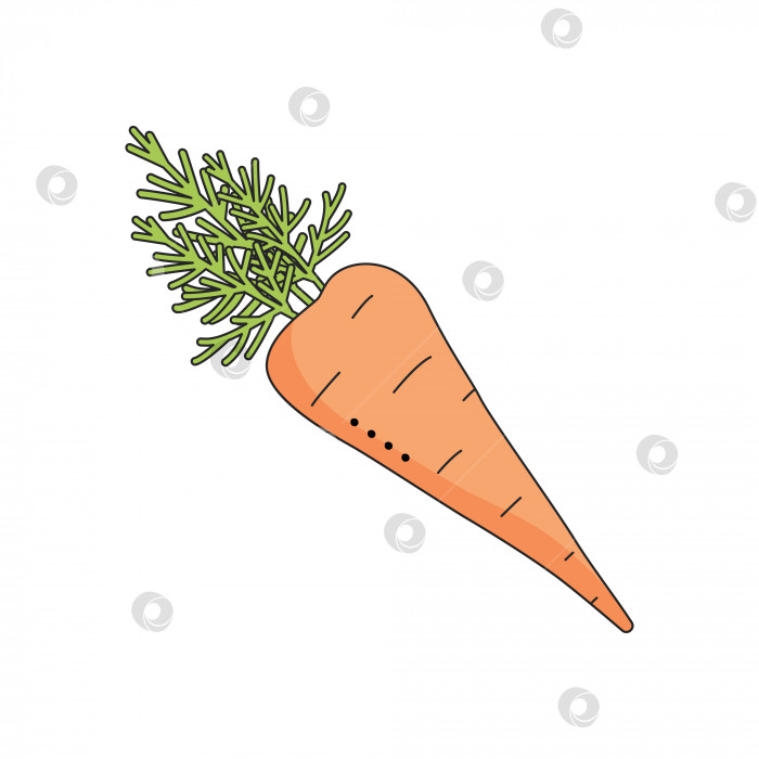 Скачать Морковь, выделенная на белом фоне для меню, баннера, плаката, этикетки, эмблемы. Мультяшный стиль фотосток Ozero