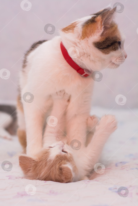 Скачать Двухмесячный котенок сидит и смотрит прямо в камеру фотосток Ozero