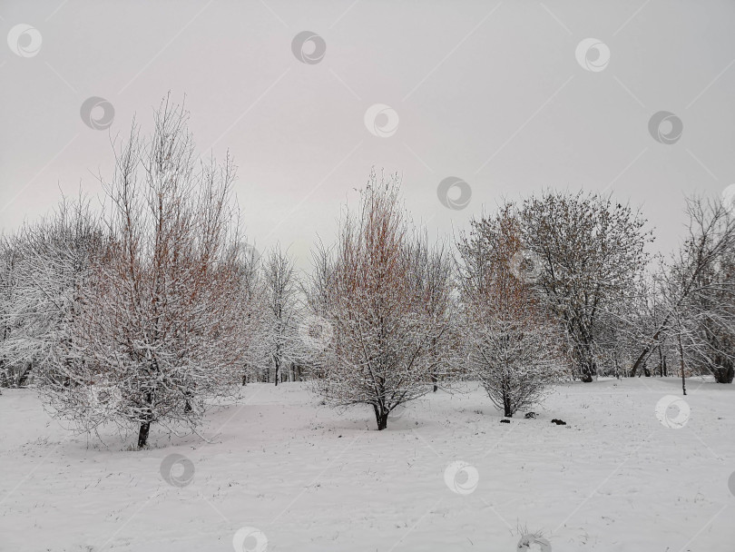 Скачать Деревья под снегом фотосток Ozero