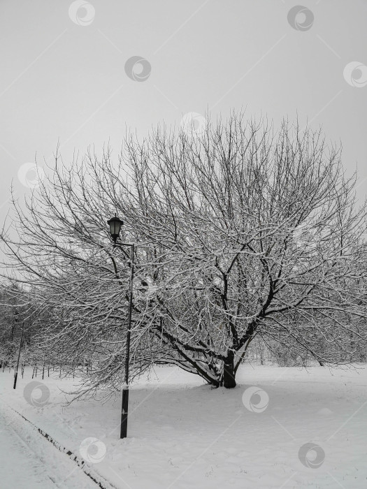 Скачать Черно-белый зимний пейзаж фотосток Ozero