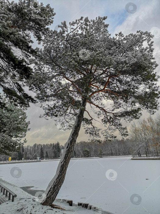 Скачать Дерево у зимнего озера фотосток Ozero