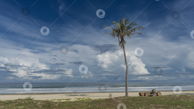 Скачать На берегу океана растет высокая одинокая кокосовая пальма. фотосток Ozero