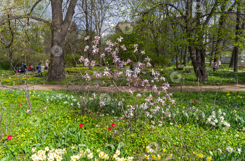 Скачать Цветущая магнолия в ботаническом саду. фотосток Ozero