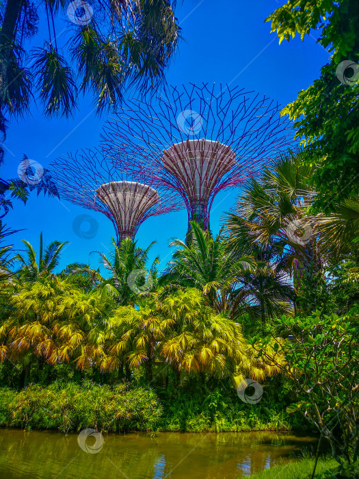 Скачать Те самые деревья в Сингапуре фотосток Ozero