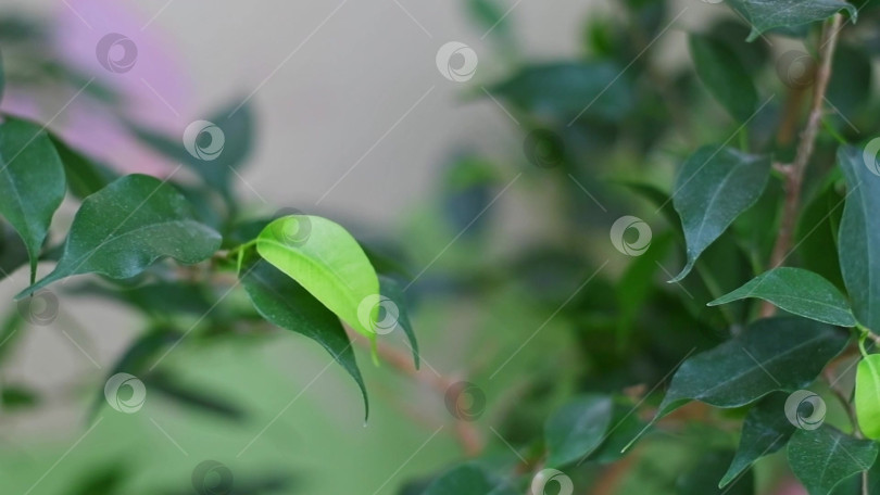 Скачать Комнатные растения фикус Бенджамина, зеленые листья, правильный уход фотосток Ozero