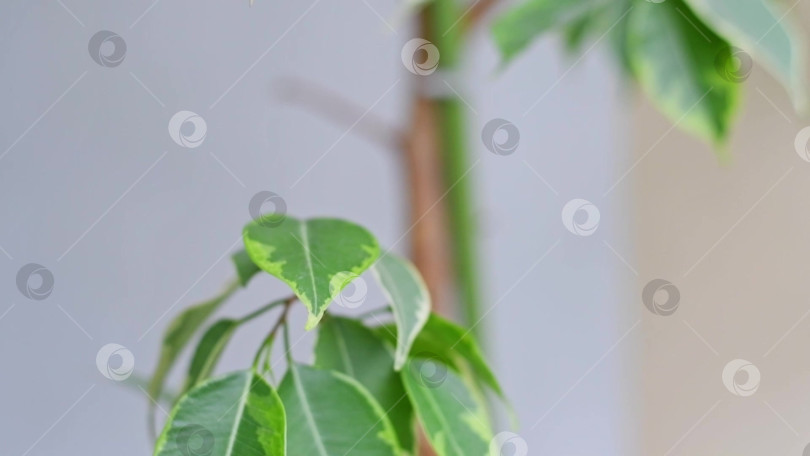 Скачать Фикус Бенджамина, комнатные растения фикус голден кинг, зеленые листья, правильный уход фотосток Ozero