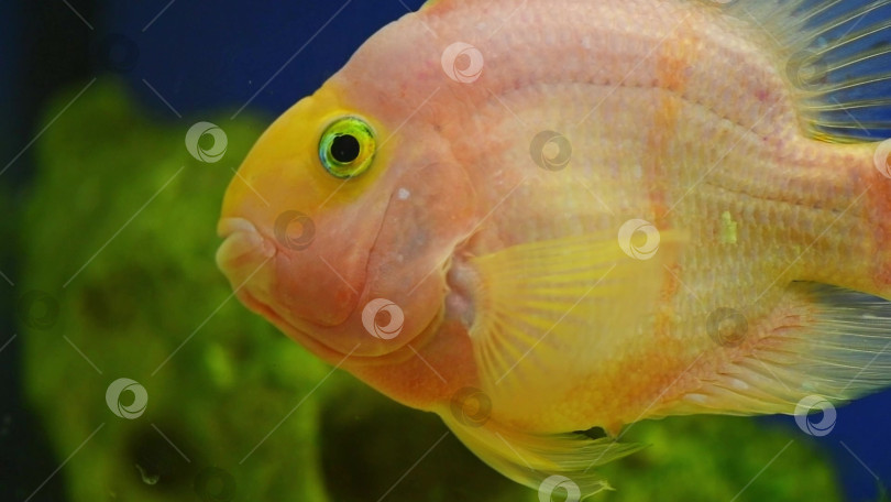 Скачать желтая, оранжевая рыбка, красный попугай, цихлидный попугай плавает в аквариуме, уход за рыбками, синий фон, подводный мир, замедленная съемка фотосток Ozero