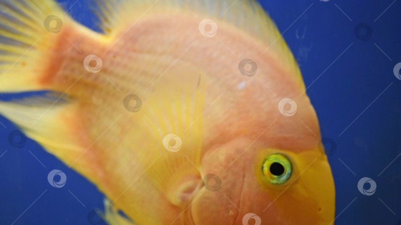 Скачать желтая, оранжевая рыба, красный попугай, цихлидный попугай плавает в аквариуме, уход за рыбами, синий фон, подводный мир, замедленная съемка фотосток Ozero