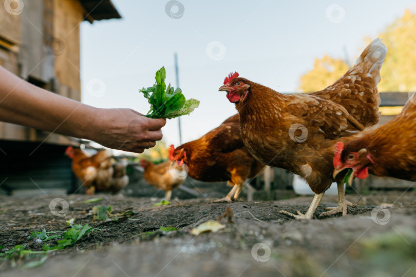 Скачать Рука женщины кормит зелеными листьями группу рыжих кур на частной ферме фотосток Ozero