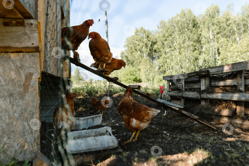 Скачать Красные куры пасутся на органической ферме свободного выгула фотосток Ozero