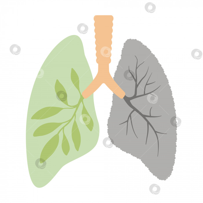 Скачать Легкие с зелеными листьями, выделенными на белом фоне. Внутренние органы элемента дизайна человека. Анатомия, концепция медицины. Здравоохранение. Векторная иллюстрация в плоском стиле фотосток Ozero