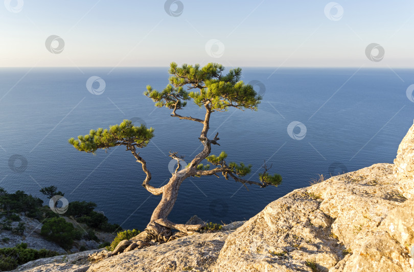 Скачать Реликтовая сосна на крутом скалистом склоне у моря. фотосток Ozero