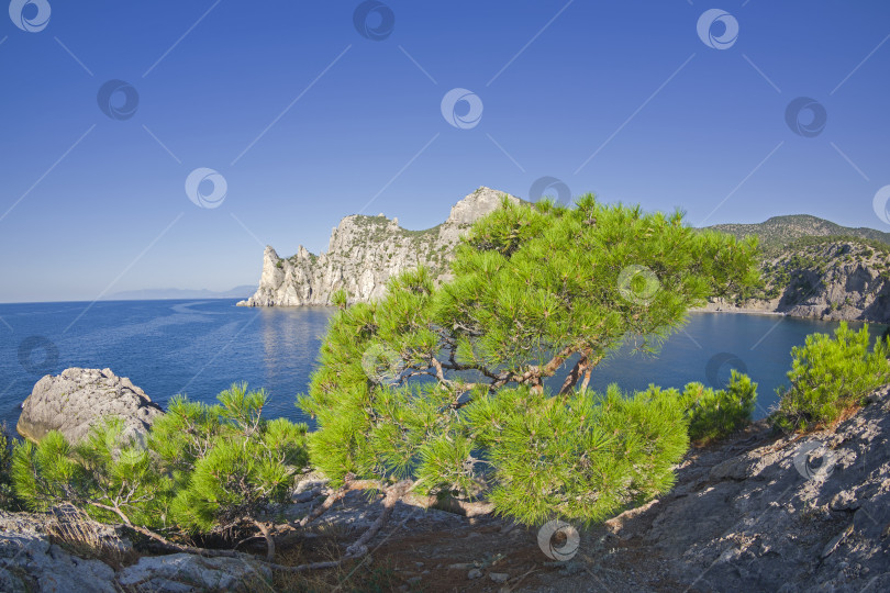 Скачать Реликтовая сосна на скалистом морском берегу. фотосток Ozero