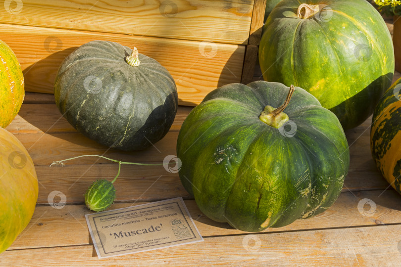 Скачать Тыквенный мюскад (cucurbita moschata). фотосток Ozero