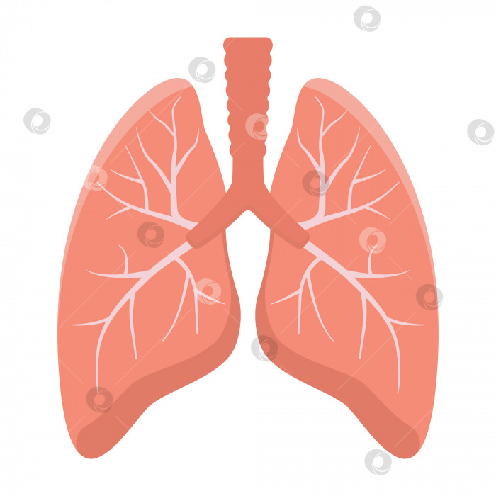 Скачать Легкие, выделенные на белом фоне. Внутренние органы элемента дизайна человека. Анатомия, концепция медицины. Здравоохранение. Векторная иллюстрация в плоском стиле фотосток Ozero